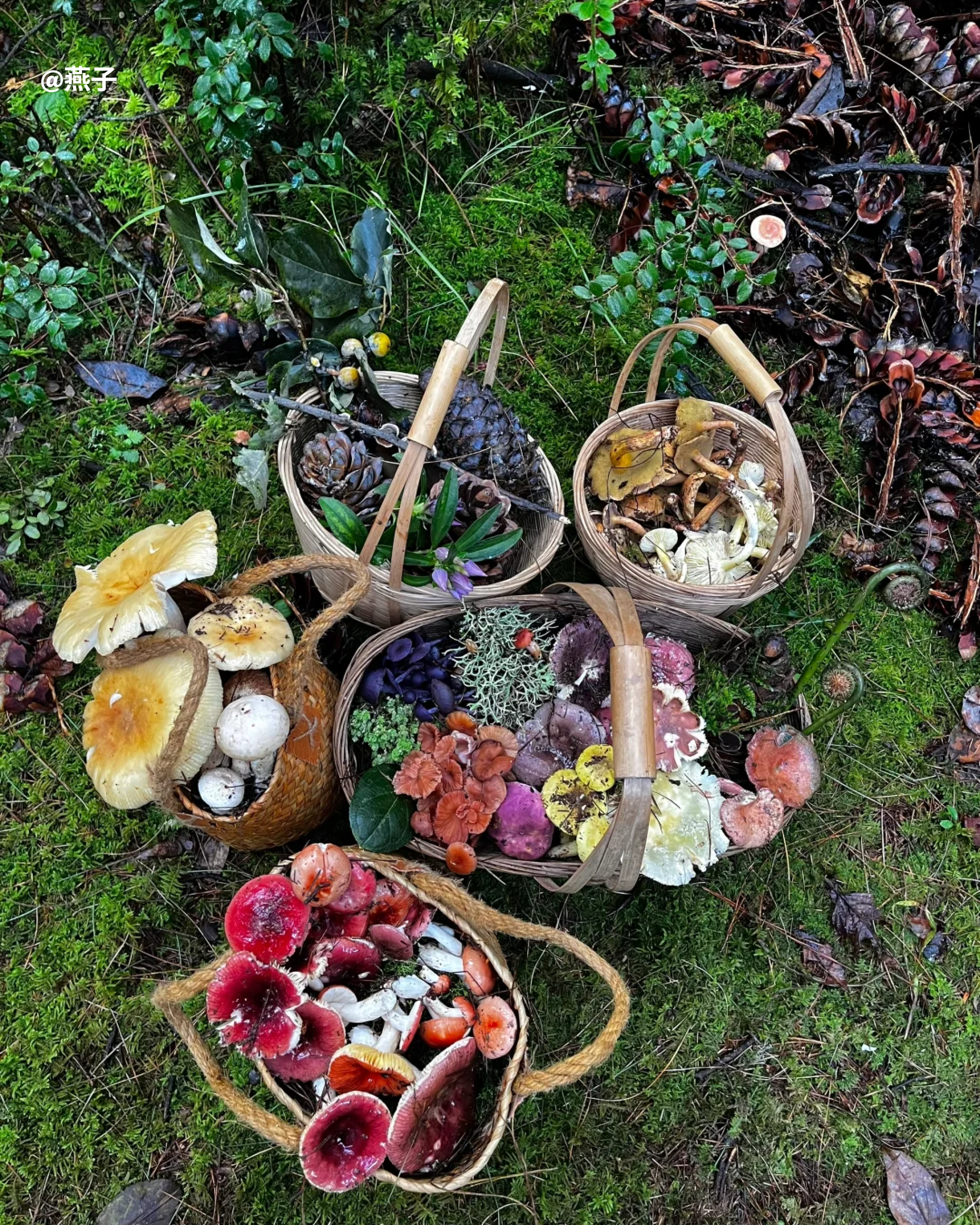RADII talks about how mushroom foraging trend in Yunnan, China is damaging its wild forests.