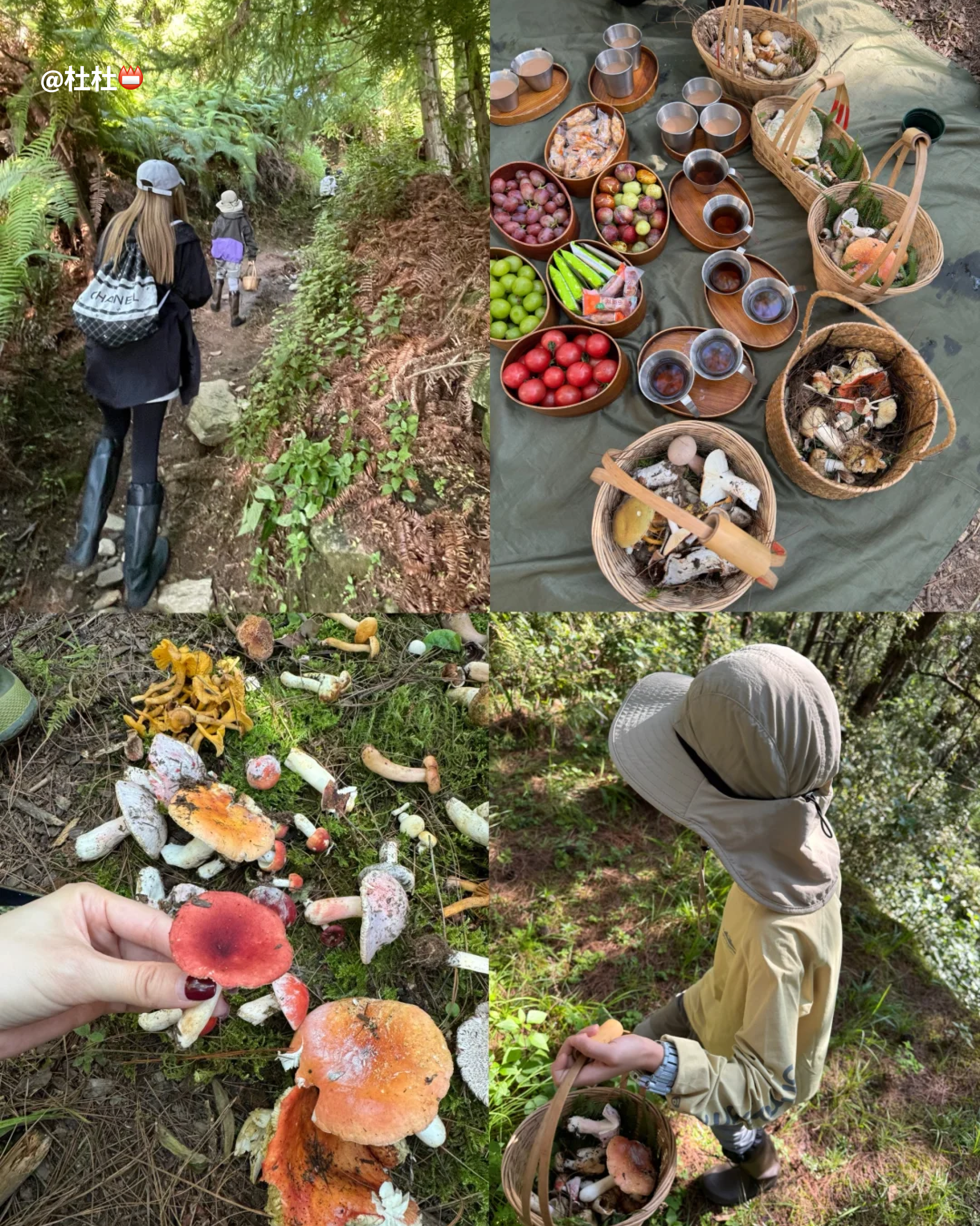 RADII talks about how mushroom foraging trend in Yunnan, China is damaging its wild forests.