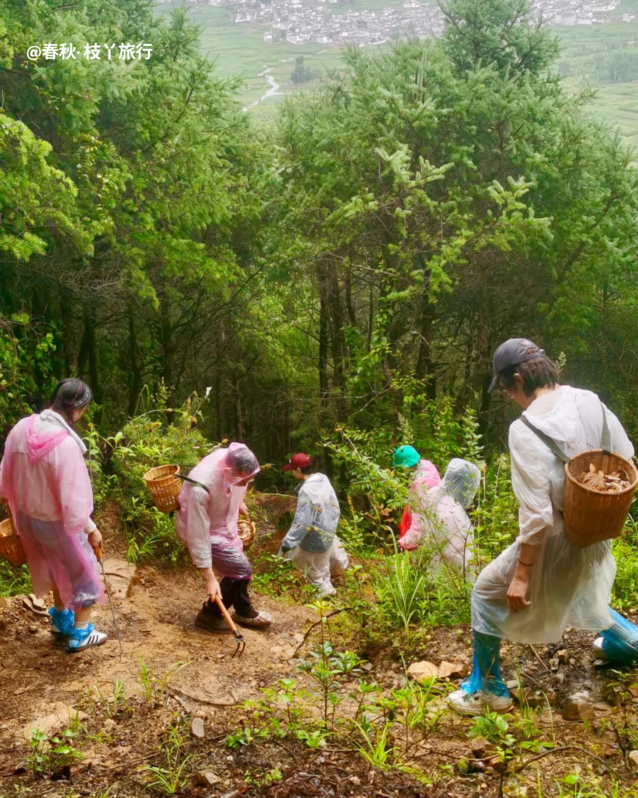 RADII talks about how mushroom foraging trend in Yunnan, China is damaging its wild forests.