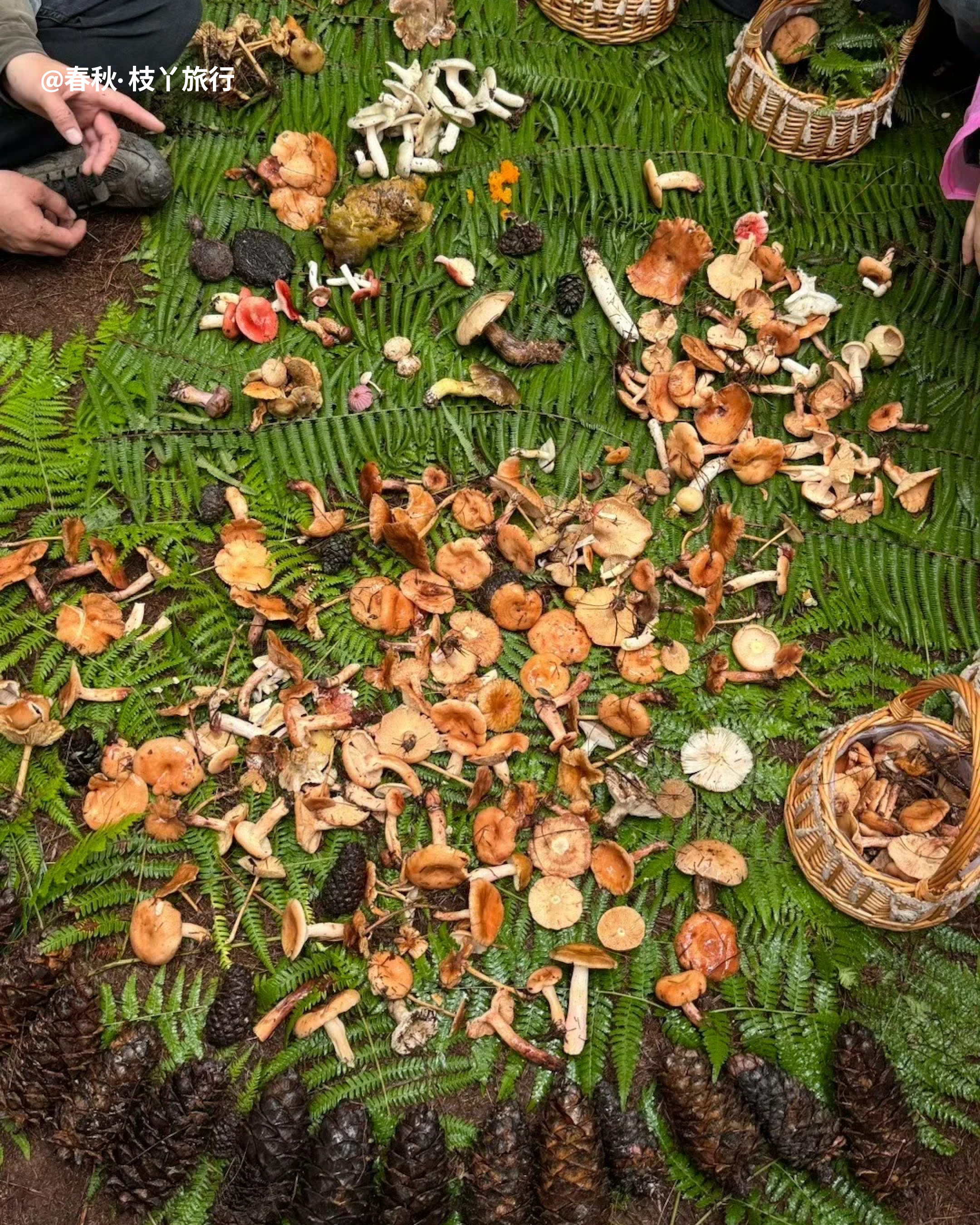 RADII talks about how mushroom foraging trend in Yunnan, China is damaging its wild forests.