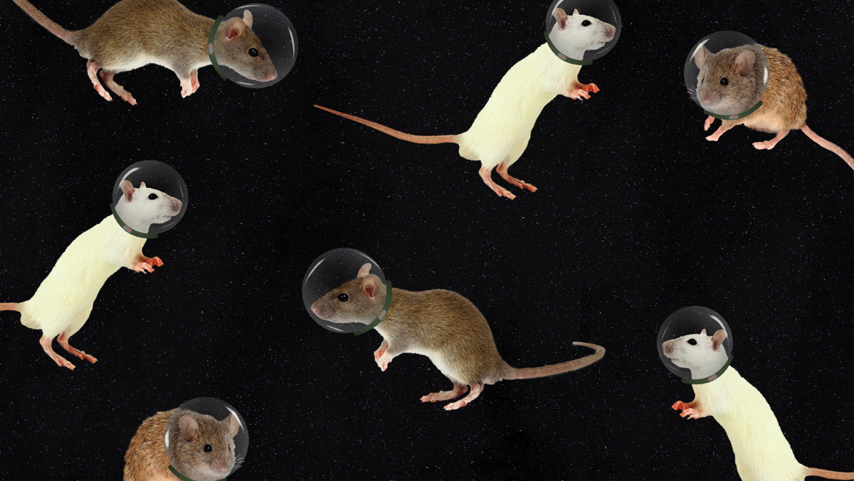 RADII highlights China's latest space venture of sending four mice into space.