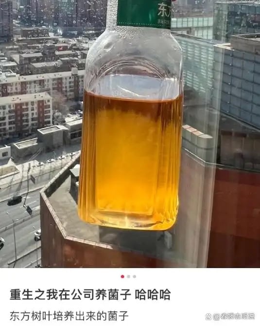 RADII talks about a strange new trend in China where its youth are cultivating and keeping tea leaf fungi mold as pets.