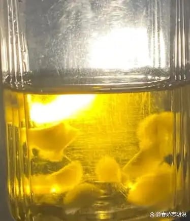 RADII talks about a strange new trend in China where its youth are cultivating and keeping tea leaf fungi mold as pets.