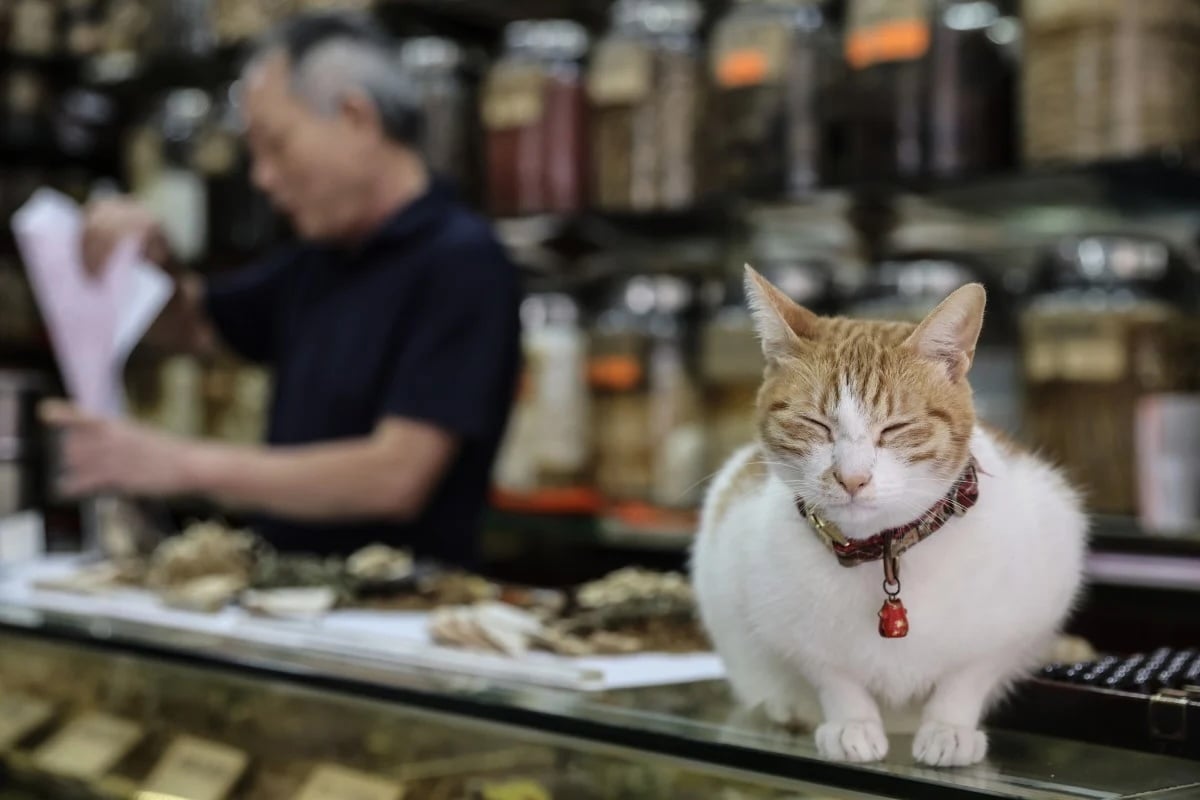 RADII highlights a new study about the origin of China's household cat and how 5000 years ago they were leopard cats (prionailurus bengalensis).