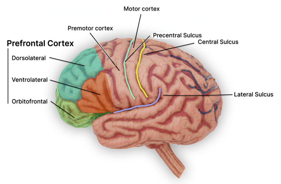Anatomical illustration of the human brain with the prefrontal cortex highlighted at the front.