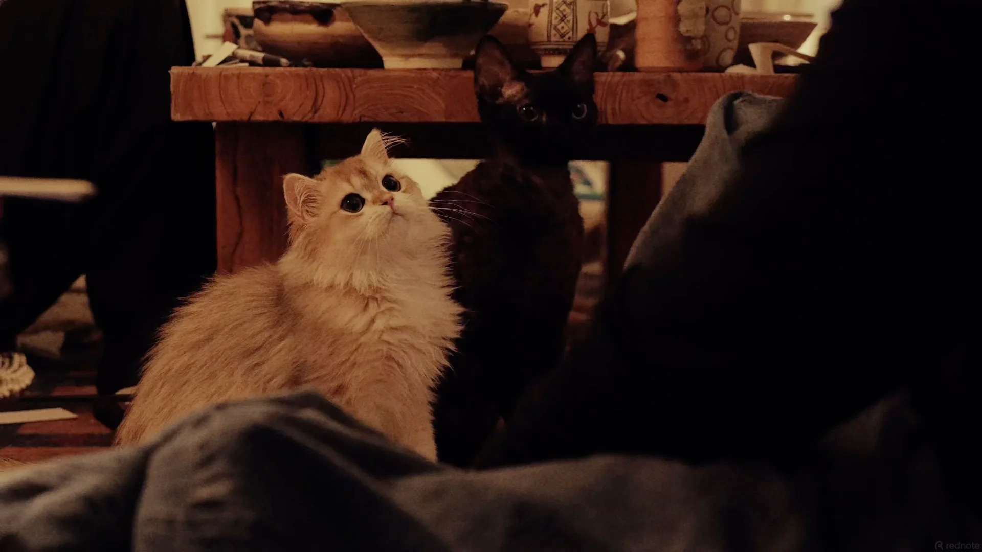 RADII speaks with the Cat Family Dinner, a Qingdao supper club that aims to build community among strangers.