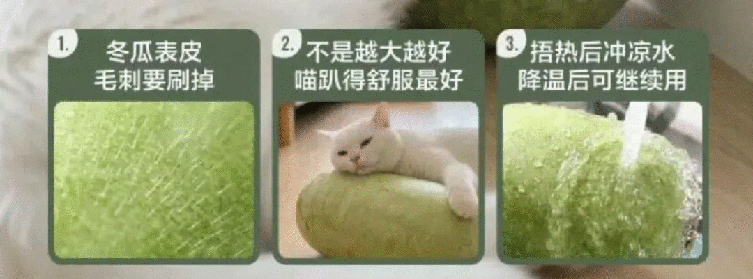 RADII talks about the viral cat wax gourd to keep cool meme.