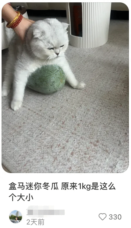 RADII talks about the viral cat wax gourd to keep cool meme.