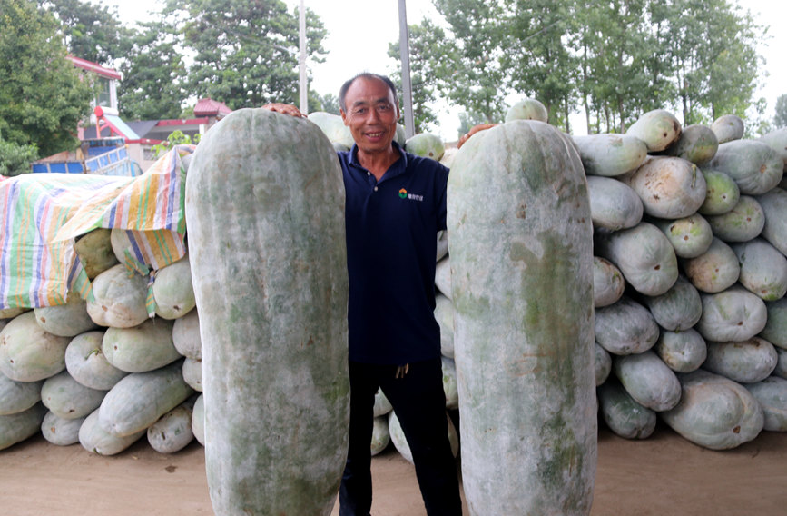 RADII talks about the viral cat wax gourd to keep cool meme.