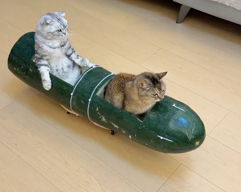 RADII talks about the viral cat wax gourd to keep cool meme.