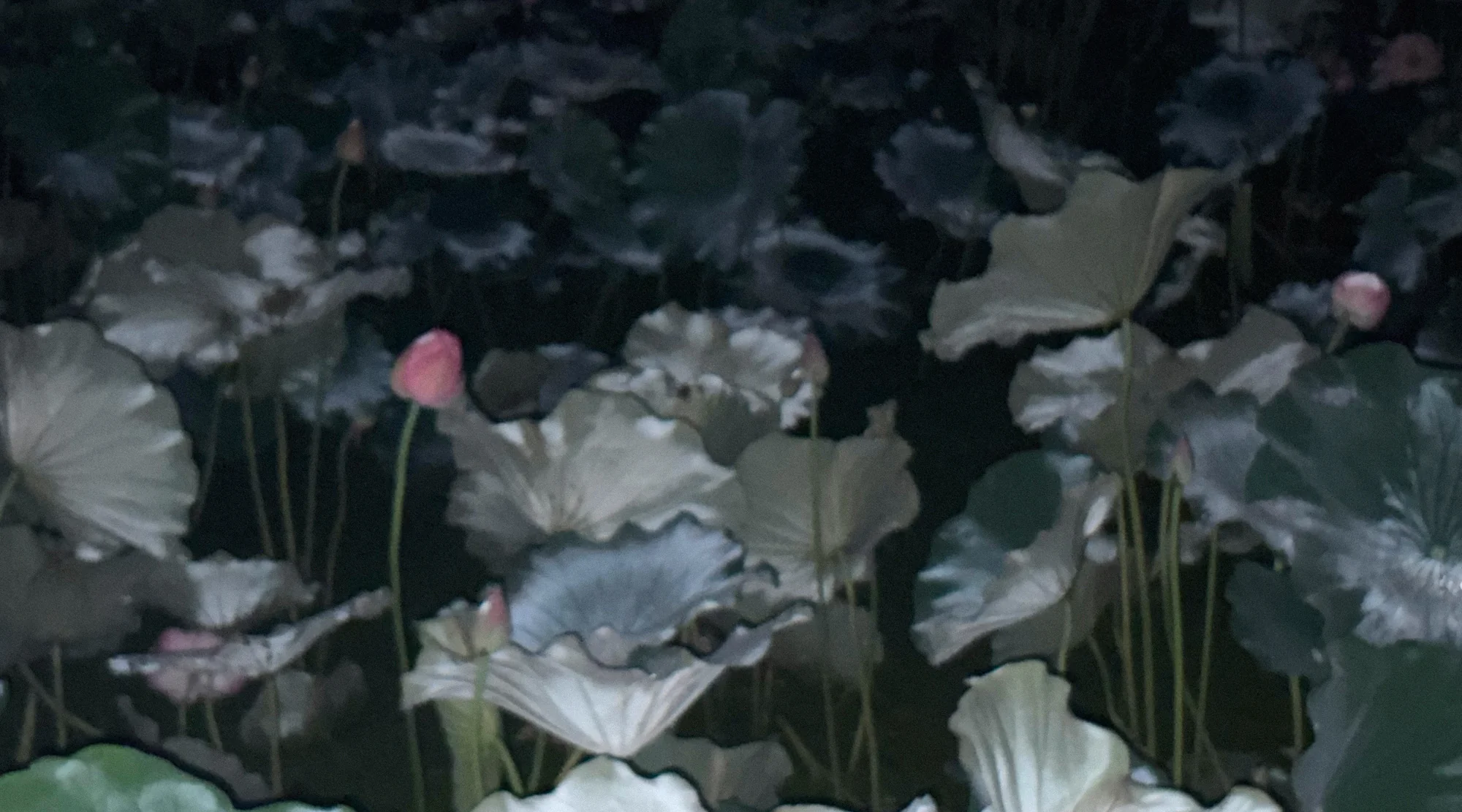 RADII features french quiet luxury brand LEMAIRE's Fall/Winter 2026 campaign and 'Gathering Plates' collaboration with photographer and painter AiHeMei (Xu Jing) and ceramic artist Li Qing.