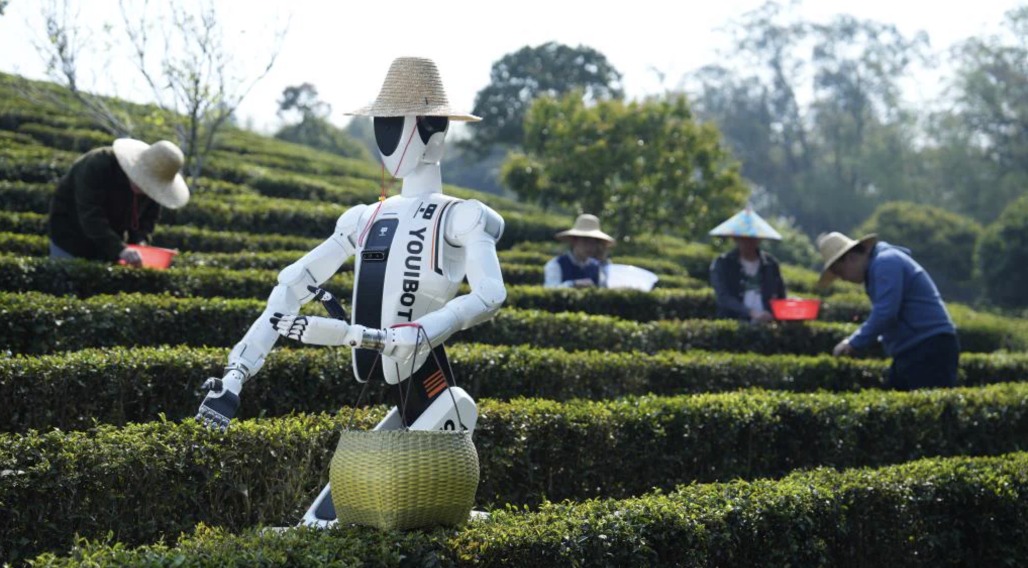 RADII talks about AI robotics being introduced to China's tea farms, and what that signals for the tea industry as a whole.