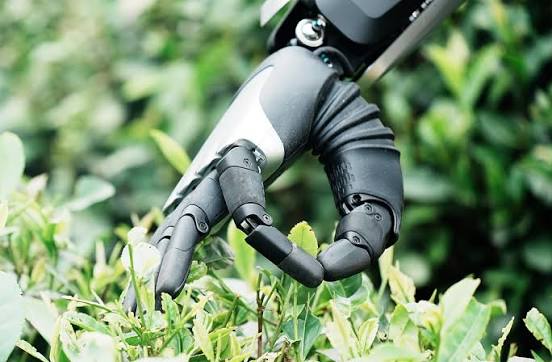 RADII talks about AI robotics being introduced to China's tea farms, and what that signals for the tea industry as a whole.